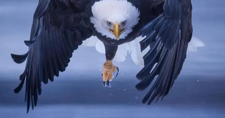 我國沒有國鳥！最被看好的丹頂鶴，因爲重大“污點”而失去機會