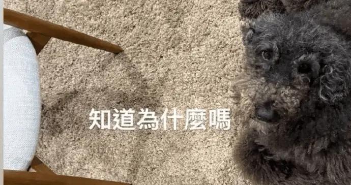 周杰倫透露新專輯超過12首歌 調侃“是不是有點多了”