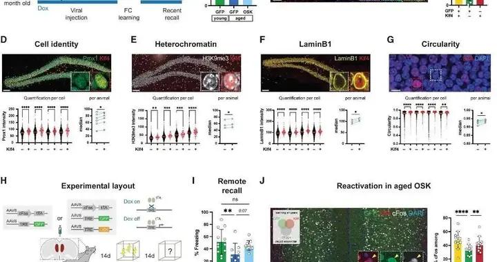 重編程特定神經元能恢復小鼠記憶功能