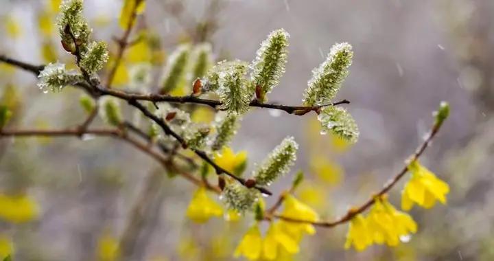 “有無倒春寒，就看廿八”，今日臘月廿八，2026年還有倒春寒嗎？