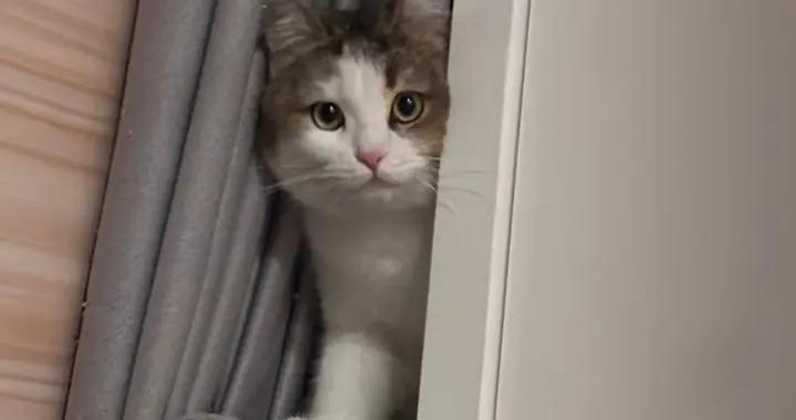 春節上門喂貓，社恐貓到處藏，社牛貓要多互動，愛上客貓依依不捨