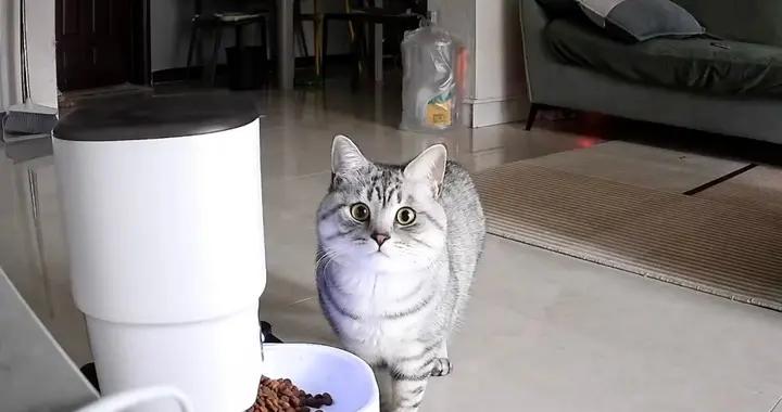 留守貓不懂什麼是過年，只知道主人外出還沒回家，太可憐了想哭