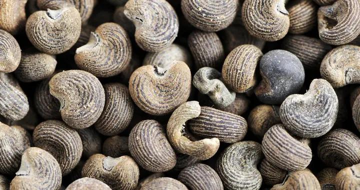 稀有麝香的“超能力”：活血開竅還能固定香氣