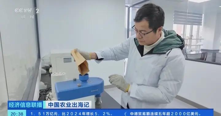 油菜籽紮根巴基斯坦，飼料“遊”進越南蝦塘！中國農業這樣出海→