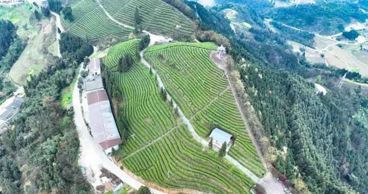 四川宜賓：春到苗鄉茶飄香 興文早茶搶鮮開採