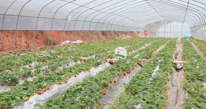 四川宜賓：翠屏草莓紅滿棚 採摘甜蜜正當時