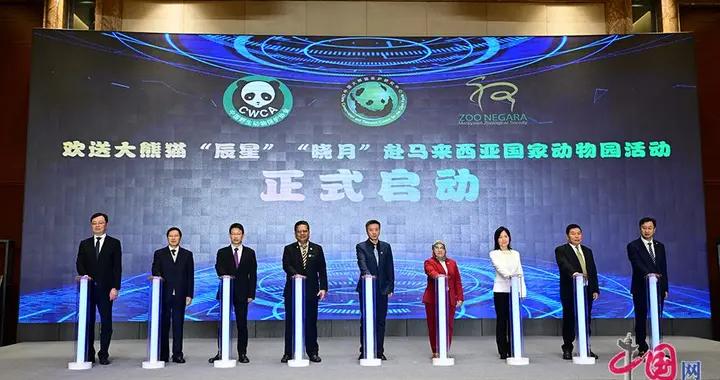 大熊貓“辰星”“曉月”前往馬來西亞開展合作交流 開啓10年旅居生活