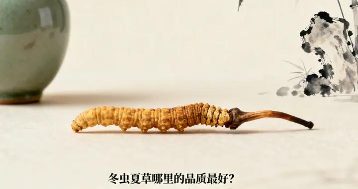冬蟲夏草哪裏的品質最好？2025十大品牌發佈，品質出衆，營養豐富