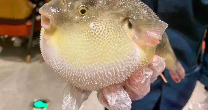 豚豚：你不要過來啊啊啊啊啊啊啊啊啊